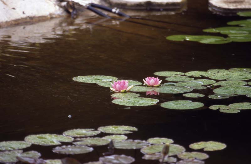 canada 1996 - img438