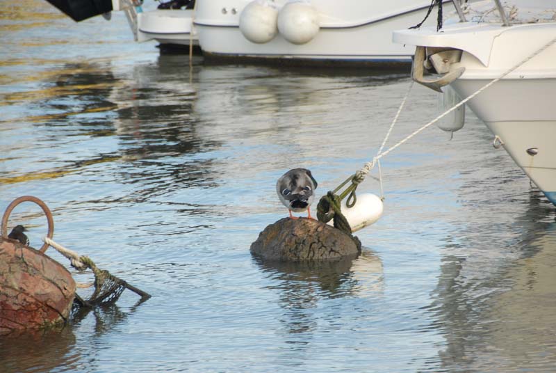 Fiumicino-Nettuno 14-16 novembre 2008 8774