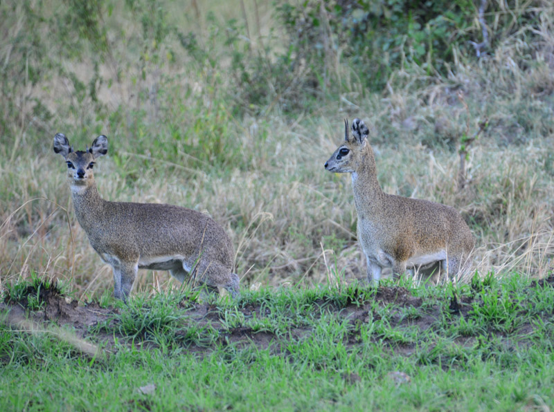 dik dik