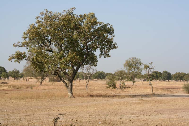 Burkina Faso - Natale 2007- gennaio 2008 - progetto ouatara - foto0016