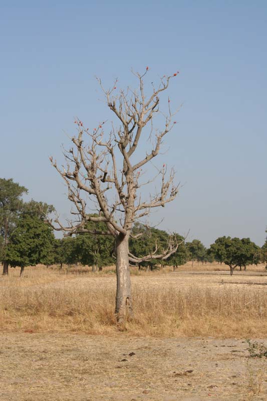 Burkina Faso - Natale 2007- gennaio 2008 - progetto ouatara - foto0023