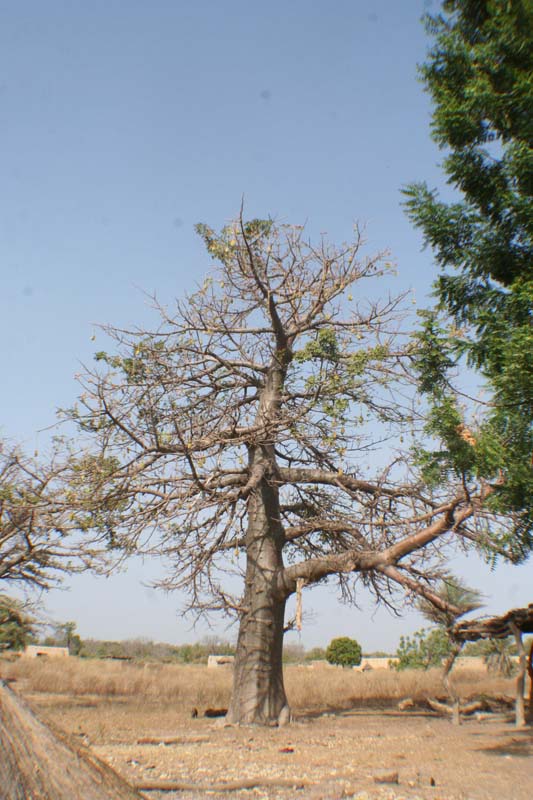 Burkina Faso - Natale 2007- gennaio 2008 - progetto ouatara - foto0226