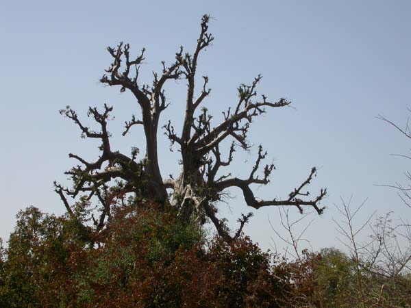 Burkina Faso - Natale 2007- gennaio 2008 - progetto ouatara - foto0352