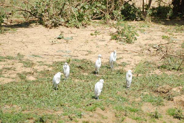 Burkina Faso - Natale 2007- gennaio 2008 - progetto ouatara - foto0765