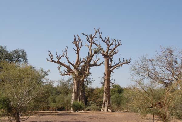 Burkina Faso - Natale 2007- gennaio 2008 - progetto ouatara - foto0773