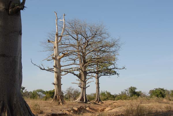 Burkina Faso - Natale 2007- gennaio 2008 - progetto ouatara - foto0848