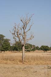 Burkina Faso - Natale 2007- gennaio 2008 - progetto ouatara - foto0023