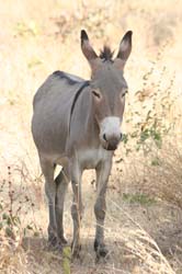 Burkina Faso - Natale 2007- gennaio 2008 - progetto ouatara - foto0220