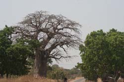 Burkina Faso - Natale 2007- gennaio 2008 - progetto ouatara - foto0221