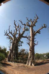 Burkina Faso - Natale 2007- gennaio 2008 - progetto ouatara - foto0235