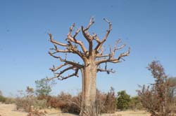 Burkina Faso - Natale 2007- gennaio 2008 - progetto ouatara - foto0236