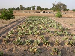 Burkina Faso - Natale 2007- gennaio 2008 - progetto ouatara - foto0329