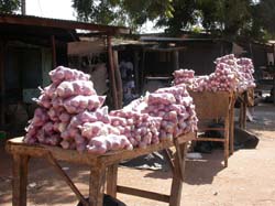 Burkina Faso - Natale 2007- gennaio 2008 - progetto ouatara - foto0361